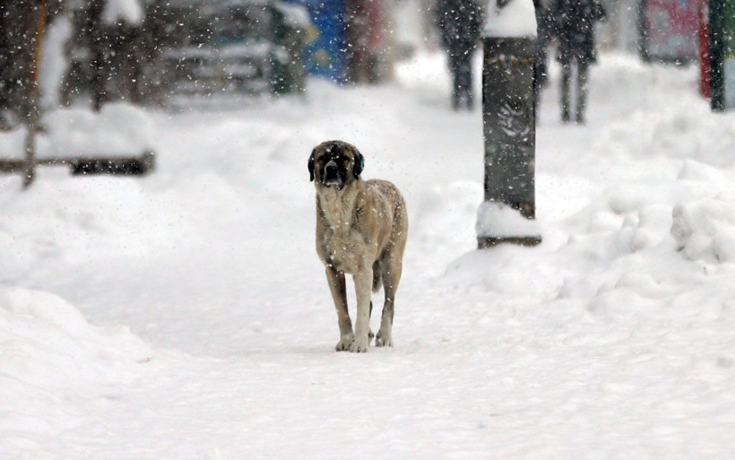Bugün kar geliyor Meteoroloji asıl pazartesi çok kötü! Orhan Şen tarih ve yer verdi - Resim: 3