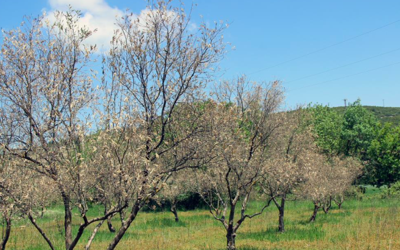 Zeytin ağaçlarında korkutan gelişme zeytinciliğe darbe olur - Resim: 1