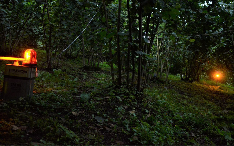 Domuz giremez oldu! Ordulu fındıkçı Karadeniz zekasıyla öyle bir şey yaptı ki... - Resim: 4