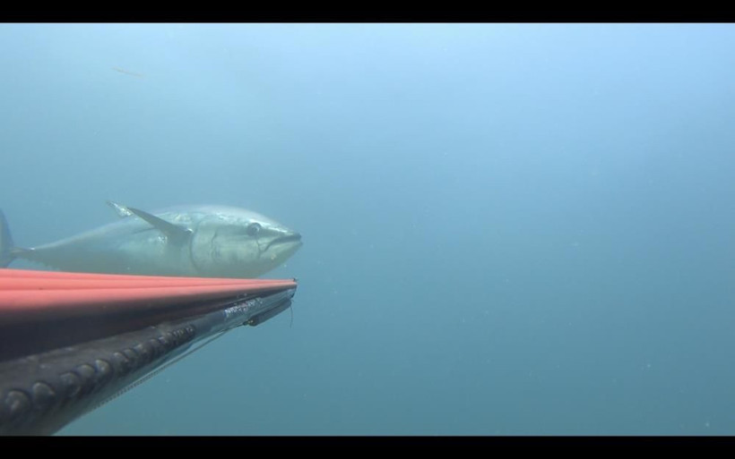 Zıpkınla 100 kiloluk dev orkinos avladı! Suyun altında 45 dakika uğraştı: O anlar kamerada! - Resim: 3