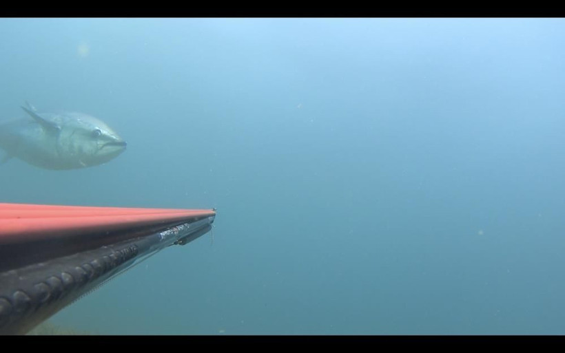 Zıpkınla 100 kiloluk dev orkinos avladı! Suyun altında 45 dakika uğraştı: O anlar kamerada! - Resim: 2