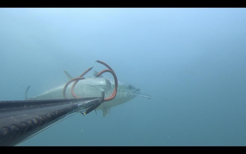 Zıpkınla 100 kiloluk dev orkinos avladı! Suyun altında 45 dakika uğraştı: O anlar kamerada! - Resim: 4