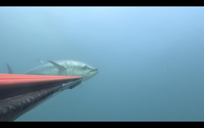 Zıpkınla 100 kiloluk dev orkinos avladı! Suyun altında 45 dakika uğraştı: O anlar kamerada! - Resim: 1