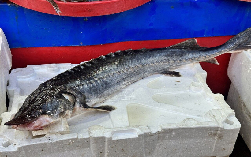 Dinazorlar döneminden günüme gelen balık Elazığ'da yakalandı! Kilosu 2 milyon lira... - Resim: 2