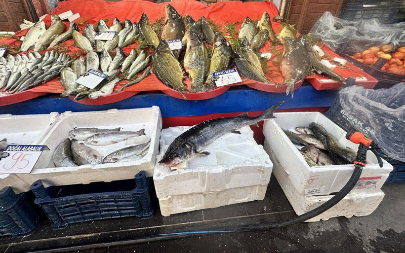 Dinazorlar döneminden günüme gelen balık Elazığ'da yakalandı! Kilosu 2 milyon lira... - Resim: 3