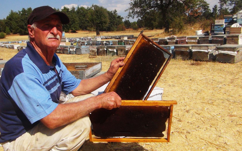 Yangınlar, kuraklık en özel balda üretimi bitirdi! Çam balı bu yıl yok! - Resim: 1
