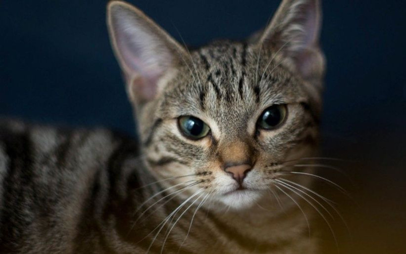 Bu hayvanlar işlediği suçlar sebebiyle idam edildi! - Resim: 2