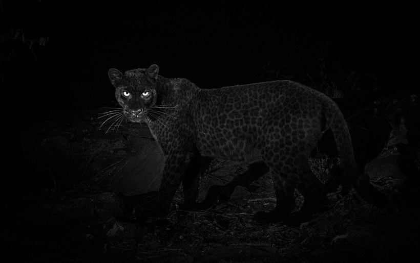 100 yıl sonra ilk kez görüntülendi görenlerin ağzı açık kaldı - Resim: 3