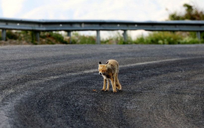 Ovit Dağı'ndan karayoluna indi! Böyle görüntülendi - Resim: 2
