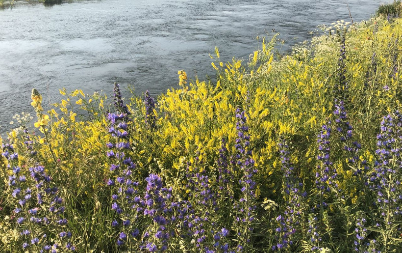 Kars'ta kartpostallık görüntüler ortaya çıktı, rengarenk çiçekler - Resim: 1