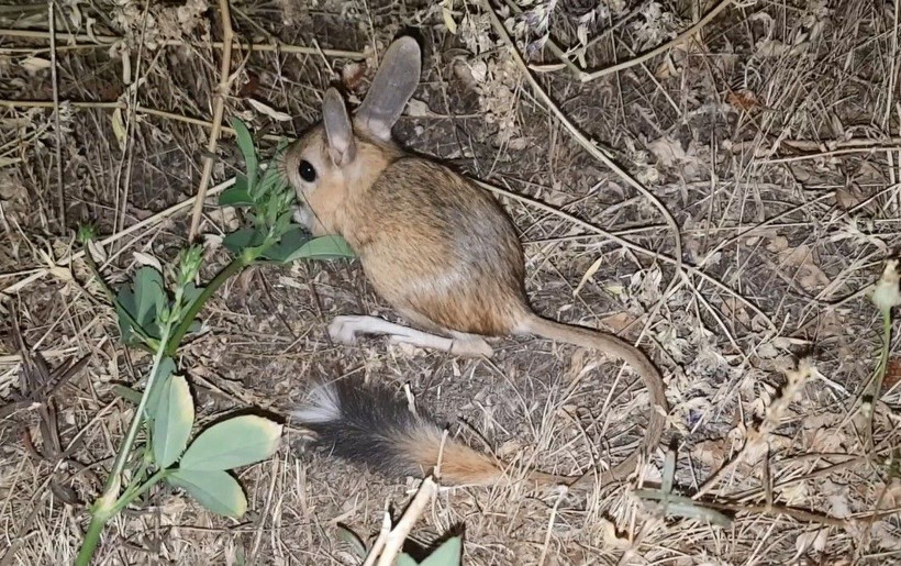 Nesli tükenmek üzereydi Bitlis'te böyle görüntülendi! - Resim: 1