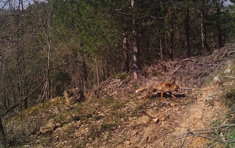 Tekirdağ'da yaban hayatı fotokapana yansıdı - Resim: 2