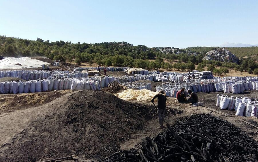 Yozgat'ta üretiliyor! 150 ton meşe ağacından 30-40 ton elde ediliyor - Resim: 2