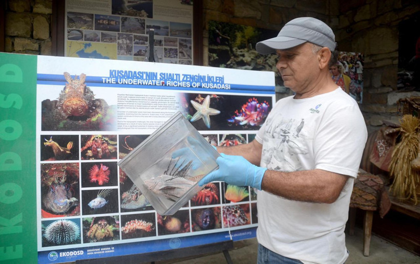 Kuşadası'nda zehirli Aslan balığı yakalandı! Hayatımda ilk kez gördüm - Resim: 2