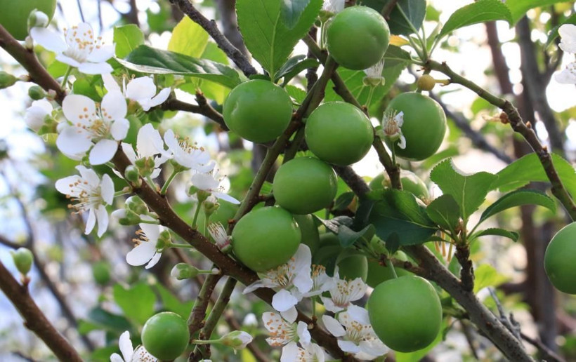 Mersin'de 7 yıldır örtü altında yetiştiriyor: İstanbul ve Ankara'ya gönderildi - Resim: 4