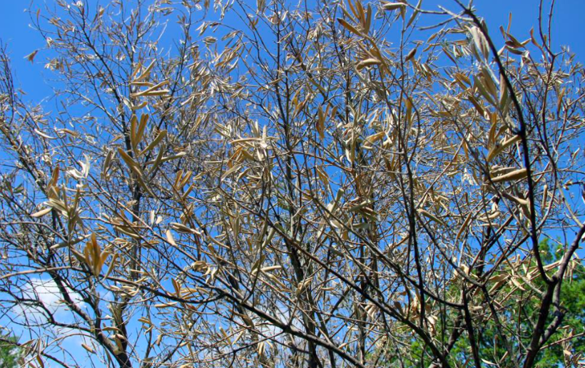 Zeytin ağaçlarında korkutan gelişme zeytinciliğe darbe olur - Resim: 4