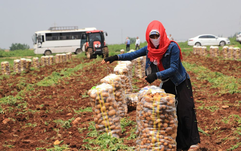 Hasadı 2 hafta geç başladı ama indirim getirecek! Hallere gönderildi fiyatlar düşecek - Resim: 2