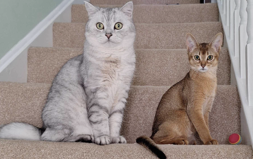 Kanser tedavisinde çığır açacak yöntem! Kediler ile bakın ne yapılıyor... - Resim: 4