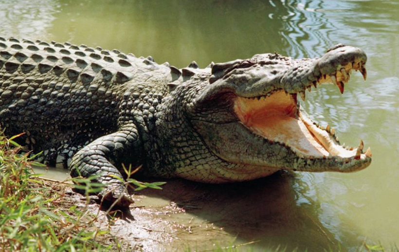 Timsahların ataları bakın ne yiyormuş! Yıllar sonra ortaya çıktı - Resim: 2