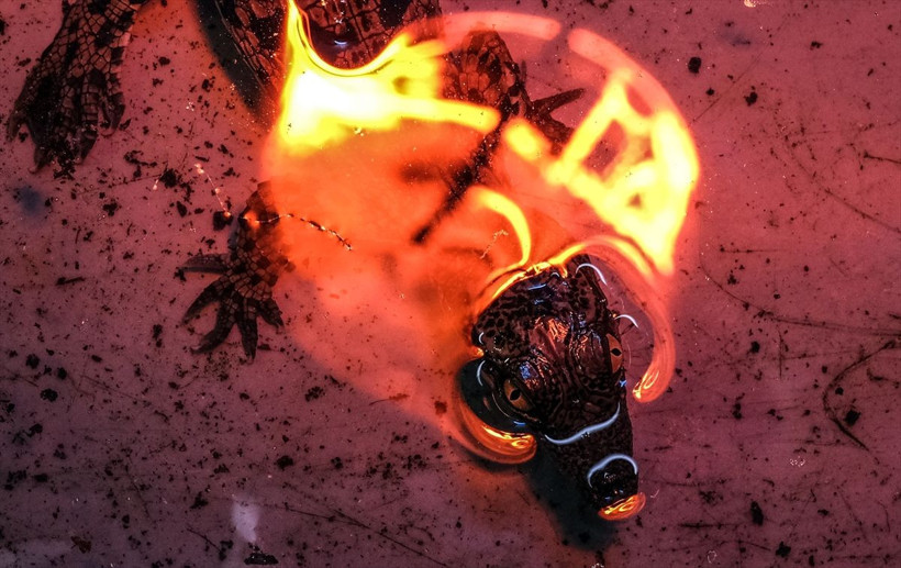 Tuzla Viaport Marina'da 9 Nil timsahı dünyaya merhaba dedi - Resim: 3