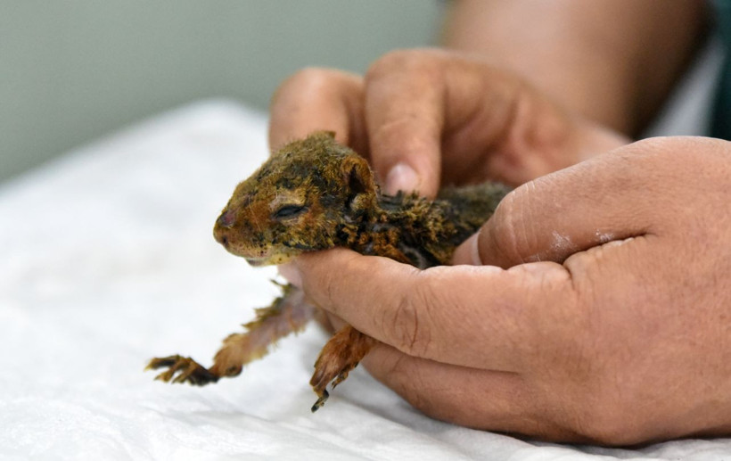 Antalya'da yanan yavru sincabın yaşam mücadelesi! Üzücü haberler var - Resim: 3