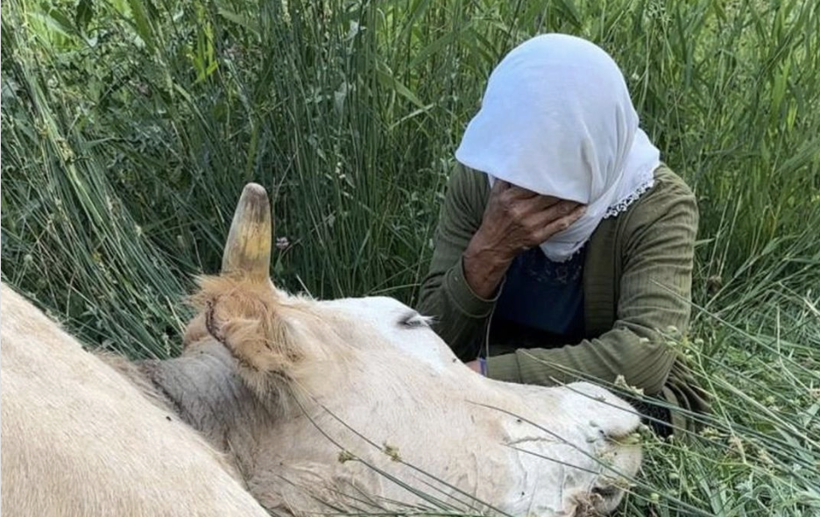 Hakkari'de ineği ölen teyze Türkiye'yi ağlatmıştı! Gereken yapıldı... - Resim: 1
