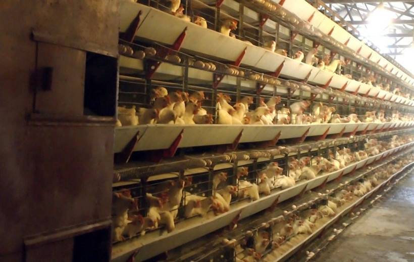 Tavuklara her sabah düzenli dinletiyor günde 150 koli yumurta alıyor! - Resim: 2