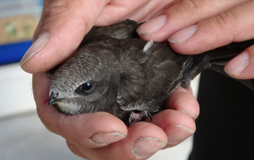 Doğada nadir görülürken Isparta'da ortaya çıktı! Bu canlının hikayesi çok ilginç - Resim: 1