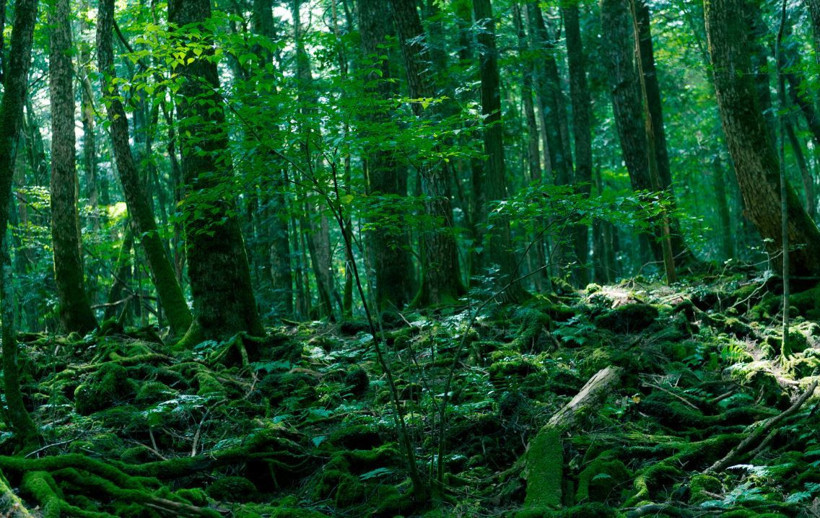 Japonya'daki intihar ormanında iki ceset bulundu! Türkler ihbar etti - Resim: 1