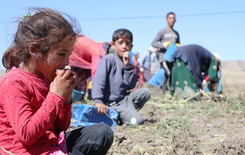 Okullar açıldı ama onlar tarlada 14 yaşındaki lise öğrencisi: Patates bitene kadar buradayız - Resim: 2