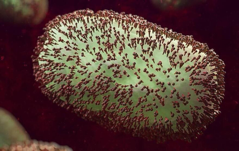 Maymun çiçeği virüsü yayılmaya devam ediyor: Bir ülkede daha görüldü - Resim: 4