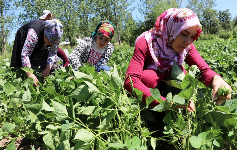 Van Gevaş'ta 15 bin ton üretiliyor! Doğu illerinden bu fasulyeye rağbet çok - Resim: 4