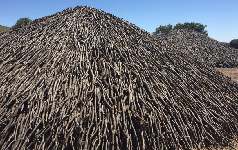 Yozgat'ta üretiliyor! 150 ton meşe ağacından 30-40 ton elde ediliyor - Resim: 3