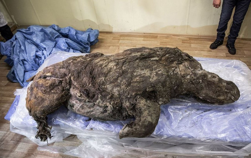 Sibirya'da keşfedildi 40 bin yıldır buzulda korunmuş tüyleri bile üzerinde - Resim: 1