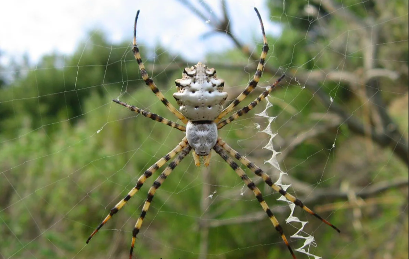 Türkiye'nin yeni kabusu oldu giderek yayılıyor! Örümceğin ısırması halinde... - Resim: 1