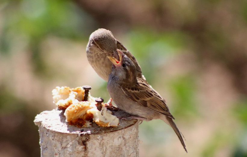 Anne serçenin yavrusunu beslediği görüntüler yürekleri ısıttı - Resim: 3