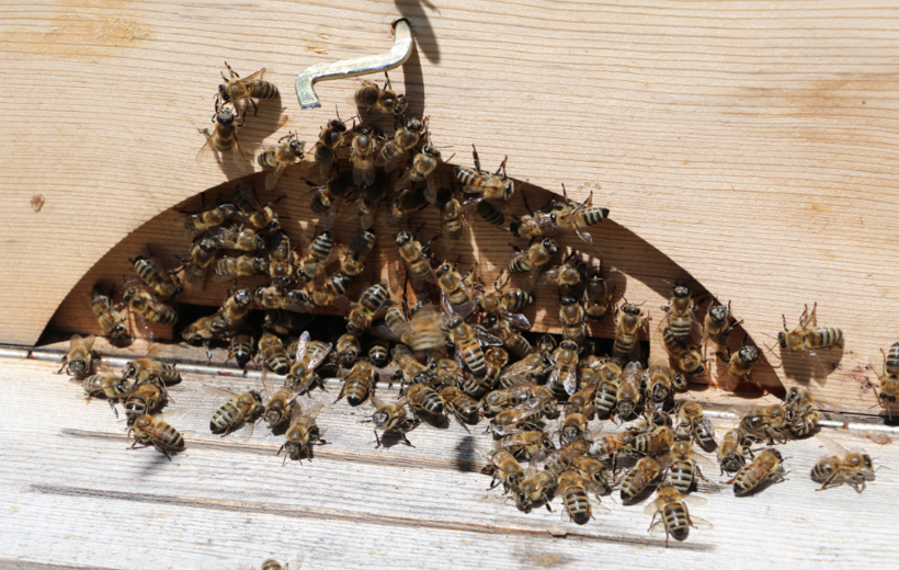 Rize'de üretiliyor dünyanın her yerine satılıyor! Kilosu ise bu yıl bin TL - Resim: 1