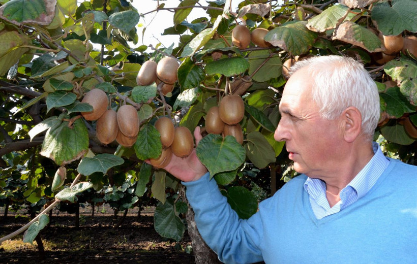Daha hasadı başlamadan çoğu satıldı bir tanesi 4 adet portakala eşdeğer - Resim: 1