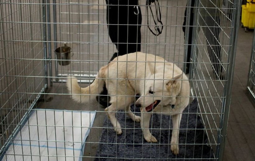 Petshoplar için belirlenen tarih bitiyor! Artık satış yasak! - Resim: 2