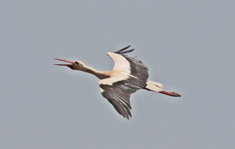 Diyarbakır'a yerleşen leylekler Afrika'dan gelip vadiye yavruladı - Resim: 1