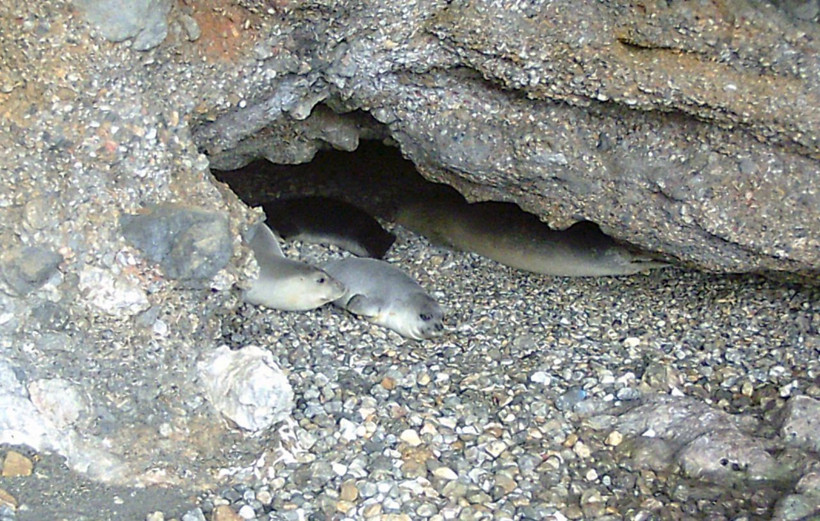 Muğla'da görenler şaşkına döndü! İlk defa bu kadar fazla görüntülendiler - Resim: 1