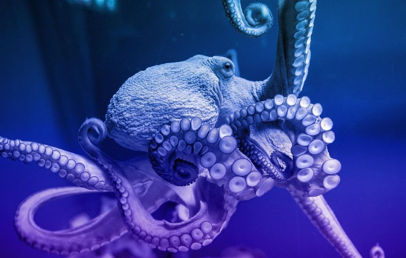 Ahtapot ve insanlar arasında şok eden benzerlik! - Resim: 3