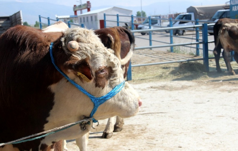 Kurbanlık seçecekler dikkat! Hayvanda eğer bunlar varsa kesinlikle almayın - Resim: 1