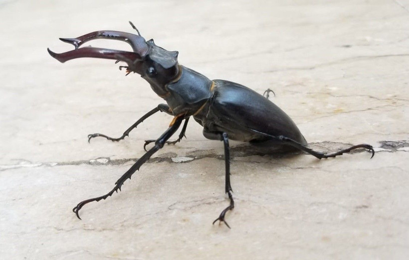 150 bin dolar ediyor! Doğada nadir bulunan Geyik Böceği Elazığ'da görüldü - Resim: 1