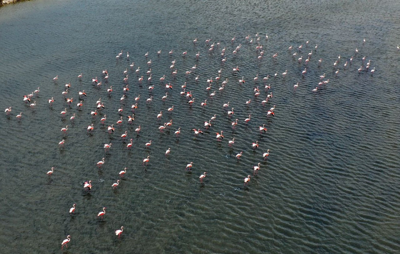 UNESCO adayı Gediz Deltası yüzlerce kuş türüne yuva oldu - Resim: 4
