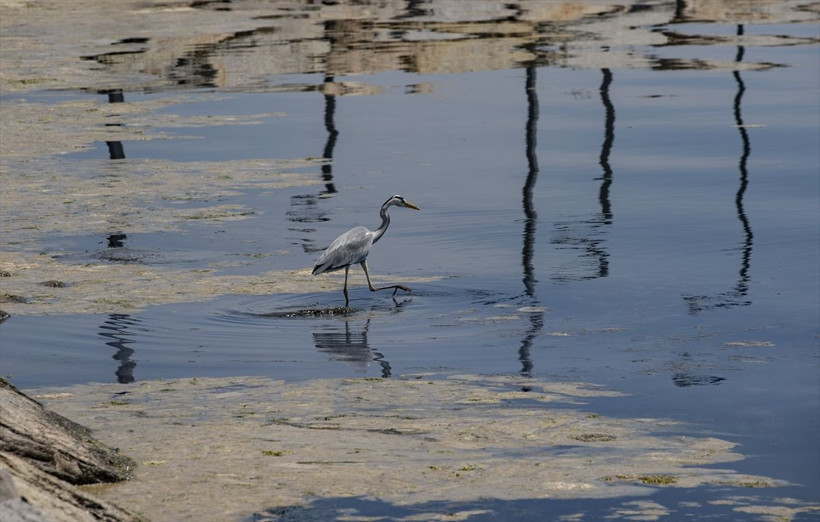 Marmara Denizi'nin dibi de salya ile kaplanmaya başlandı - Resim: 2