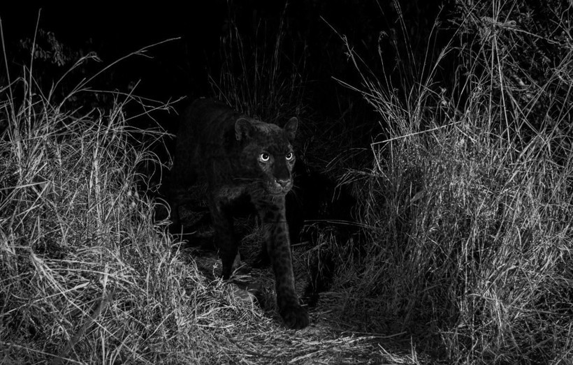 100 yıl sonra ilk kez görüntülendi görenlerin ağzı açık kaldı - Resim: 4