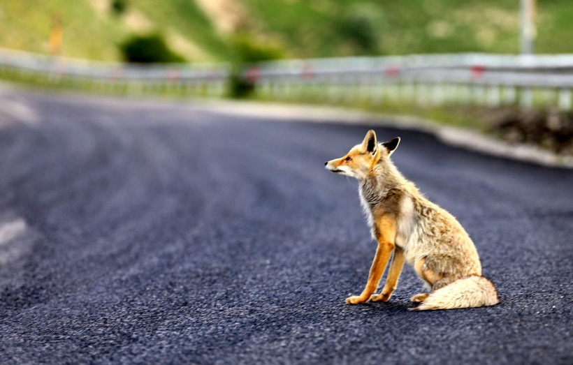 Ovit Dağı'ndan karayoluna indi! Böyle görüntülendi - Resim: 1