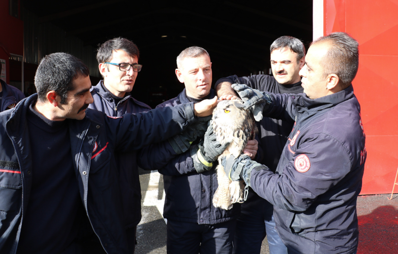 Sivas'ta devasa baykuş eve gizlice girdi çıkarılınca ilgi odağı oldu - Resim: 3