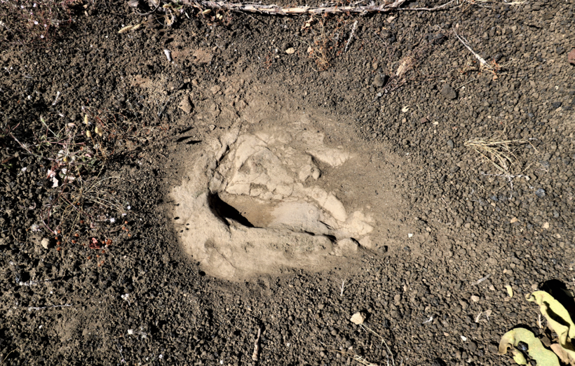Manisa'da 12 bin yıllık olduğu tespit edilen ayak izlerine köy muhtarı gözü gibi bakıyor - Resim: 4